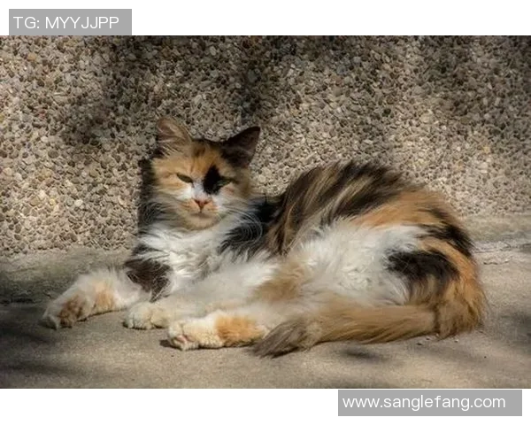 今日河床对阵拉普大学精彩对决谁将赢得这场激烈的比赛荣耀