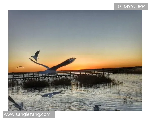 飞盘女将陈秀英的成长之路与梦想追逐的精彩对话